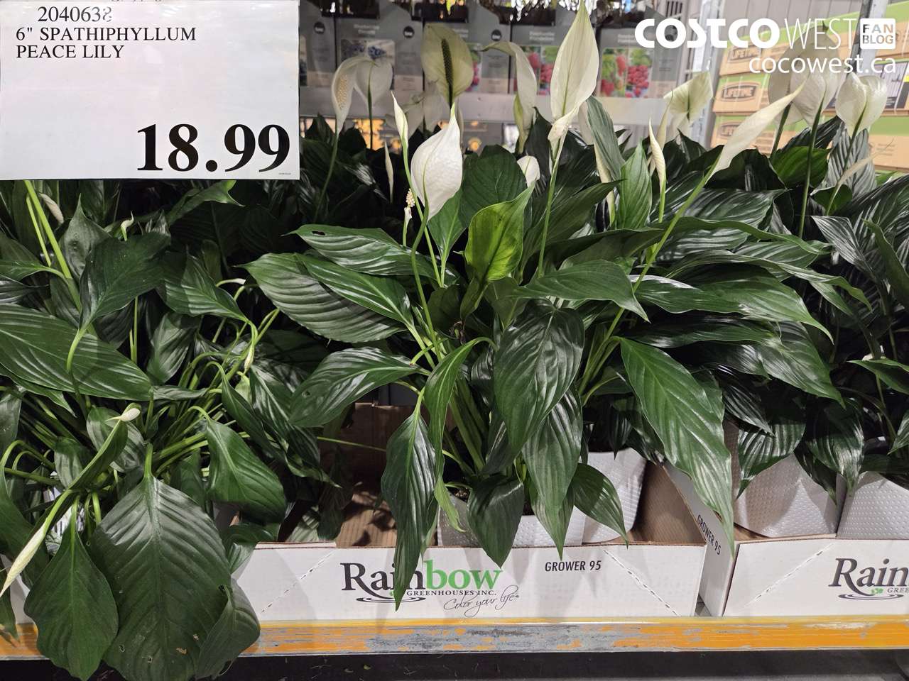 6 spathiphyllum peace lily