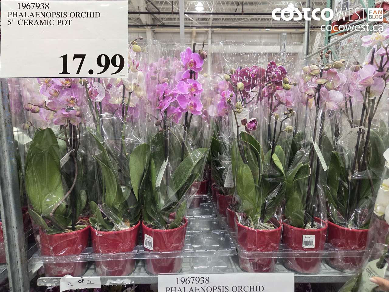 PHALAENOPSIS ORCHID