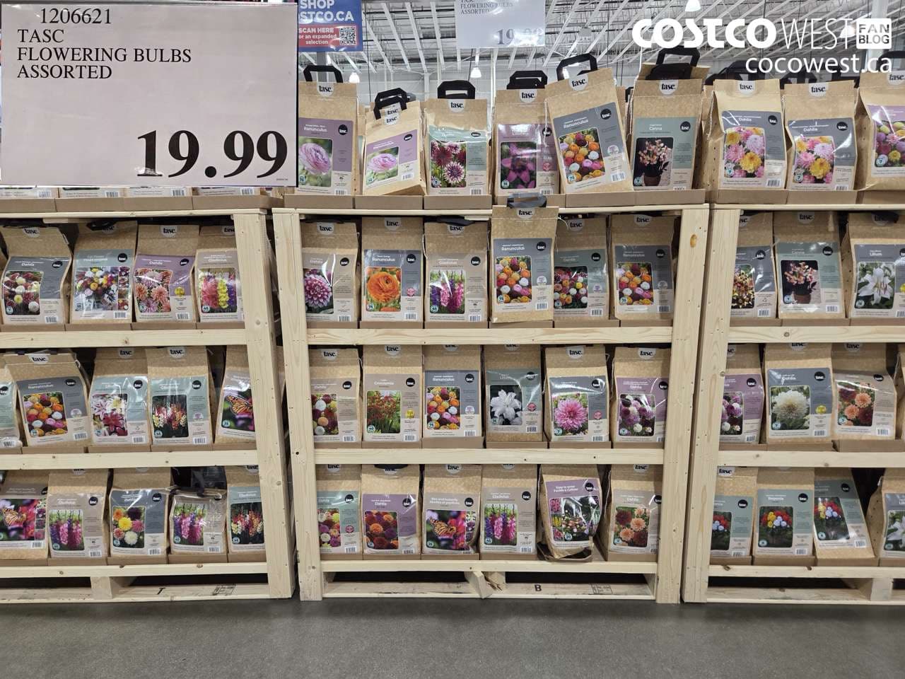 TASC FLOWERING BULBS ASSORTED