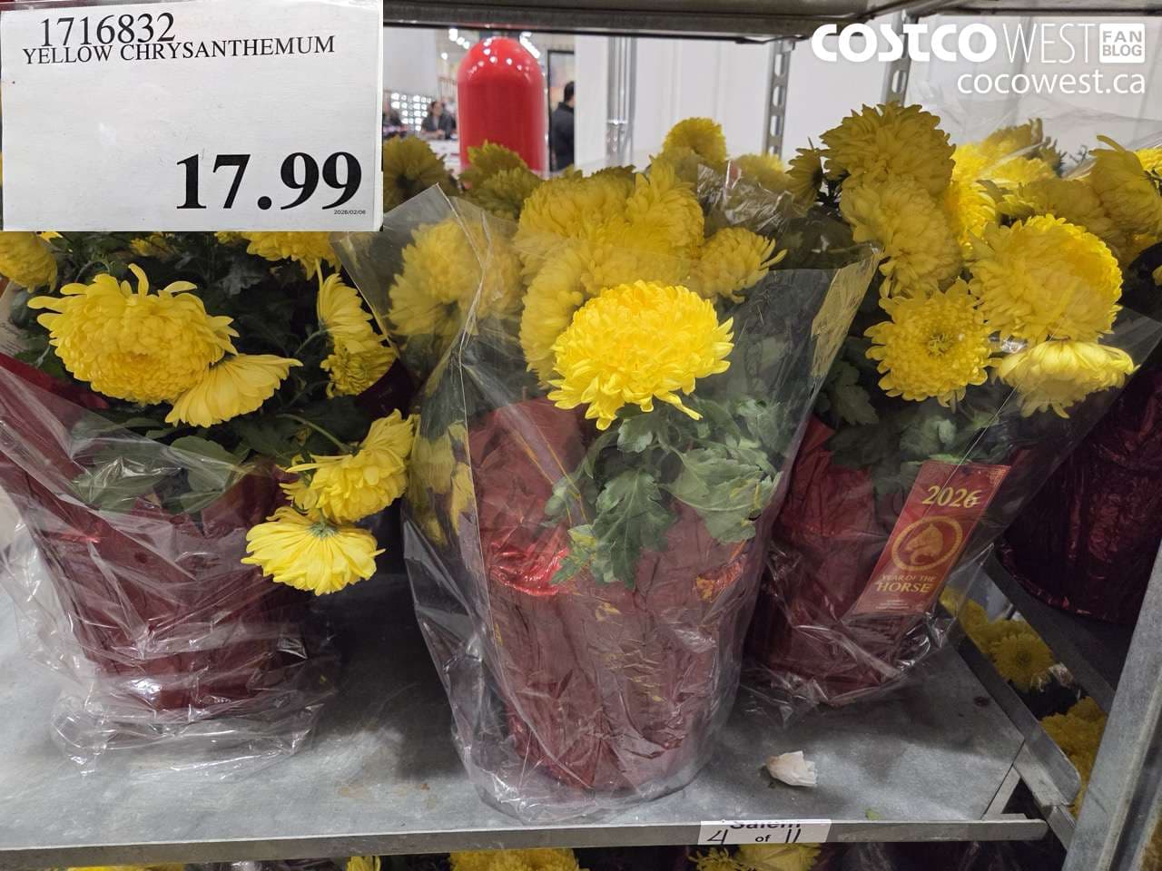 YELLOW CHRYSANTHEMUM