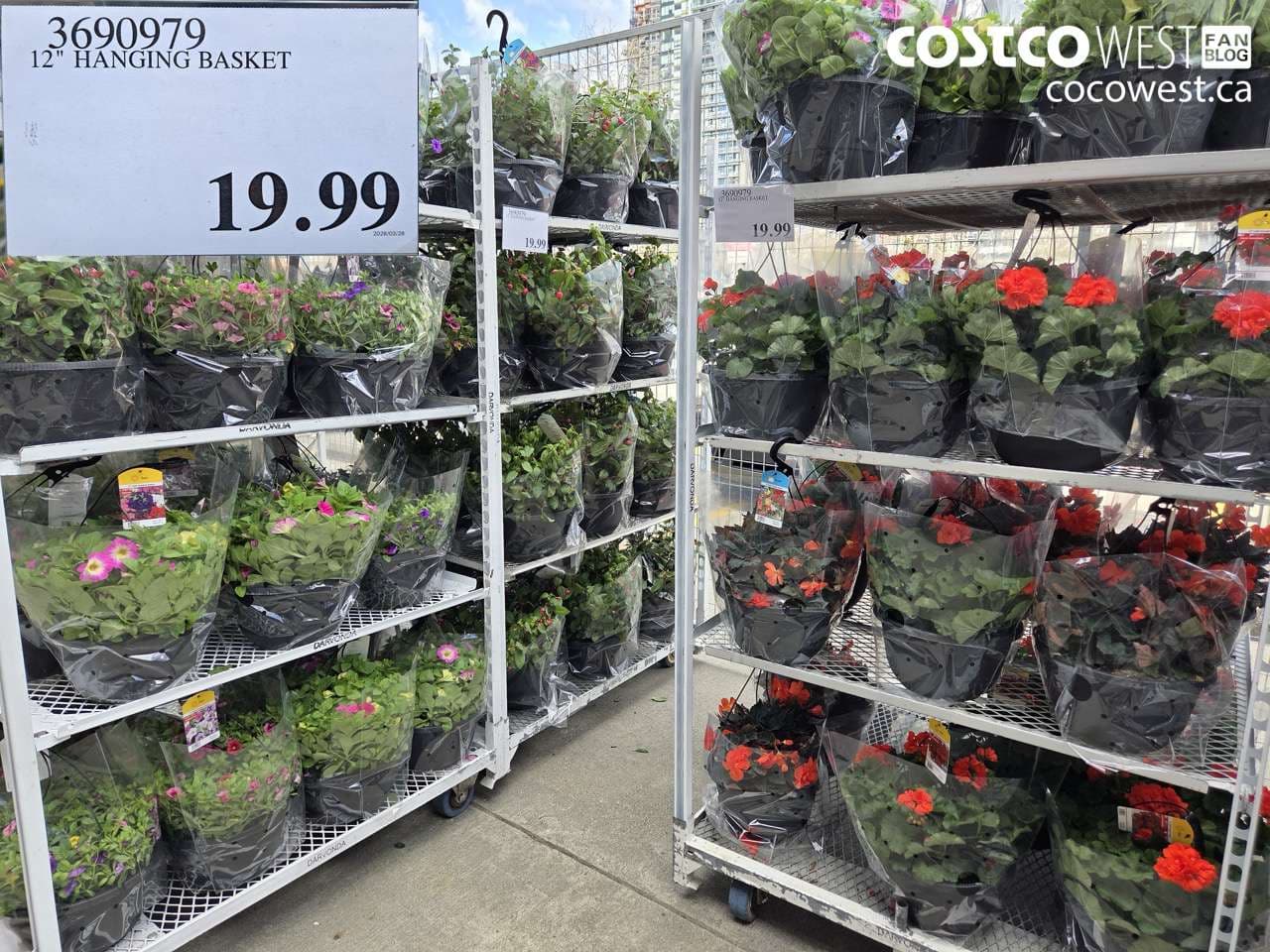 12″ HANGING BASKET