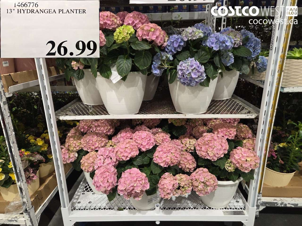 13″ HYDRANGEA PLANTER