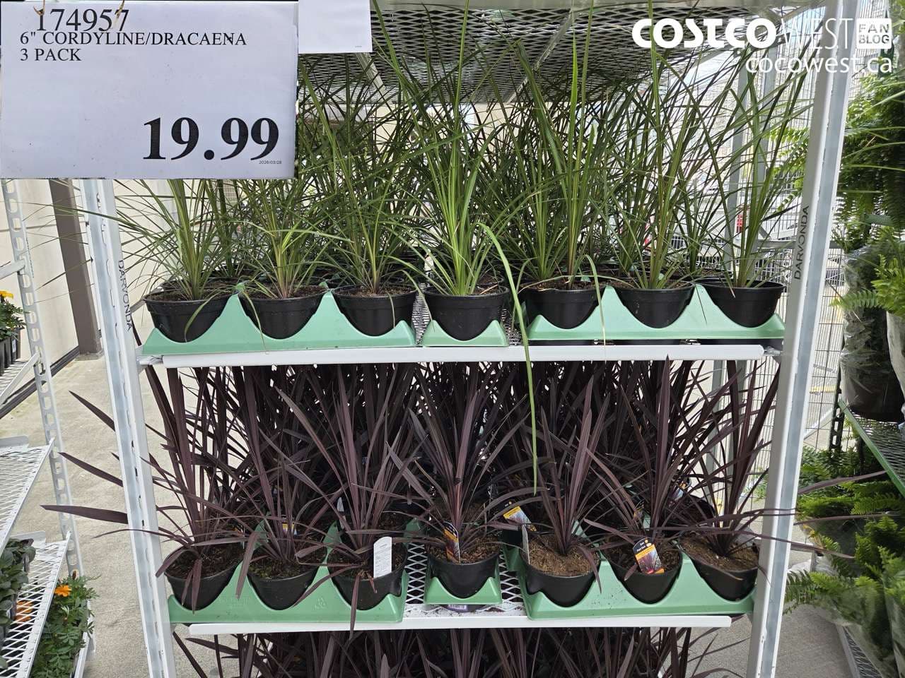 6″ CORDYLINE/DRACAENA 3 PACK