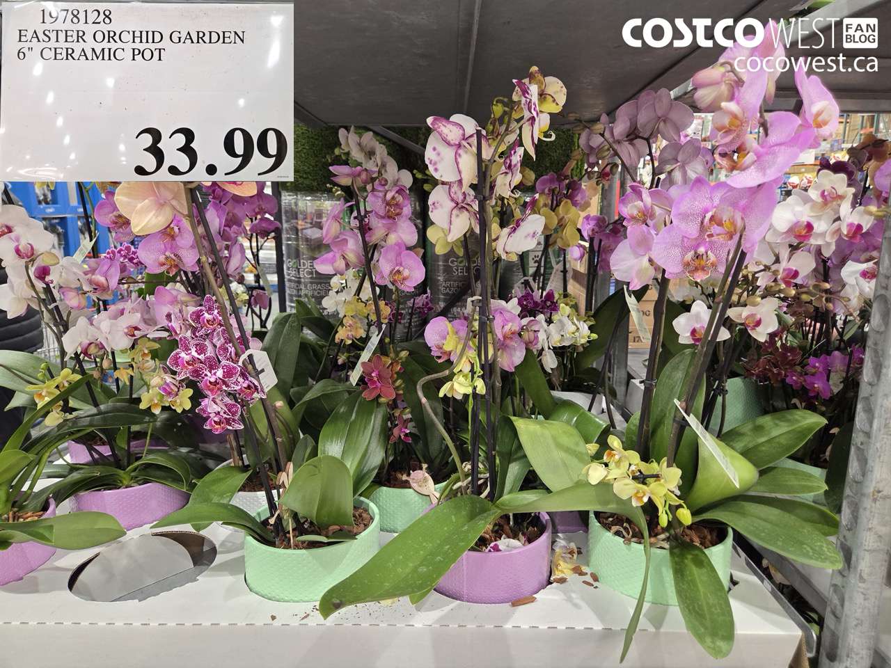 EASTER ORCHID GARDEN