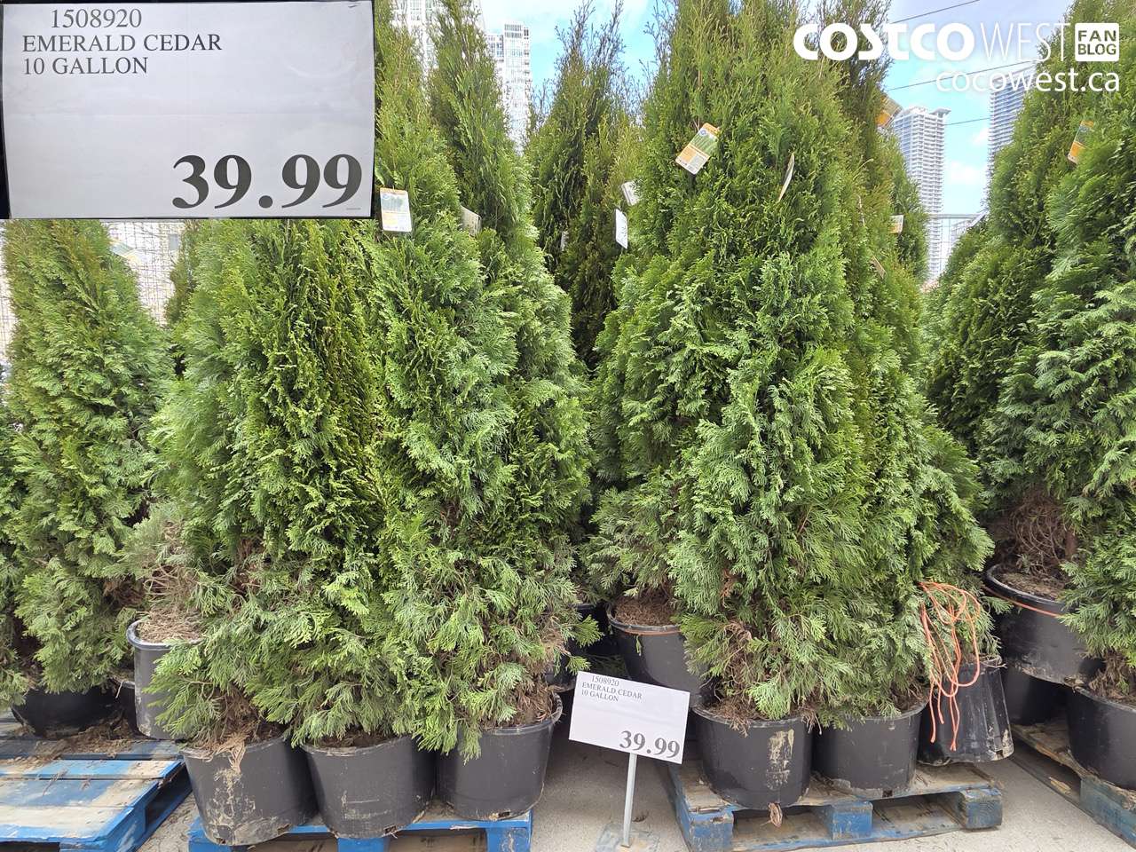 EMERALD CEDAR 10 GALLON