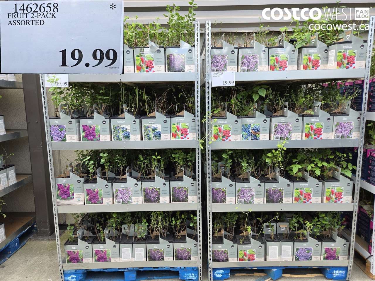 fruit 2pack assorted