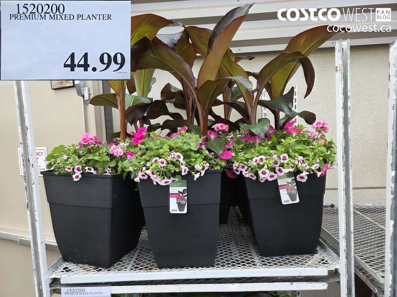 PREMIUM MIXED PLANTER