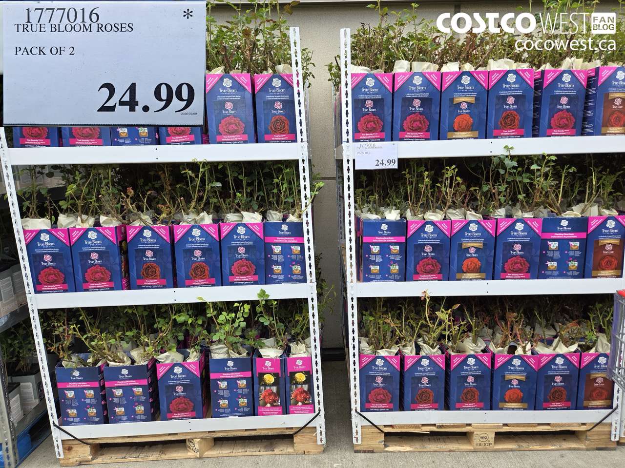 true bloom roses pack of 2