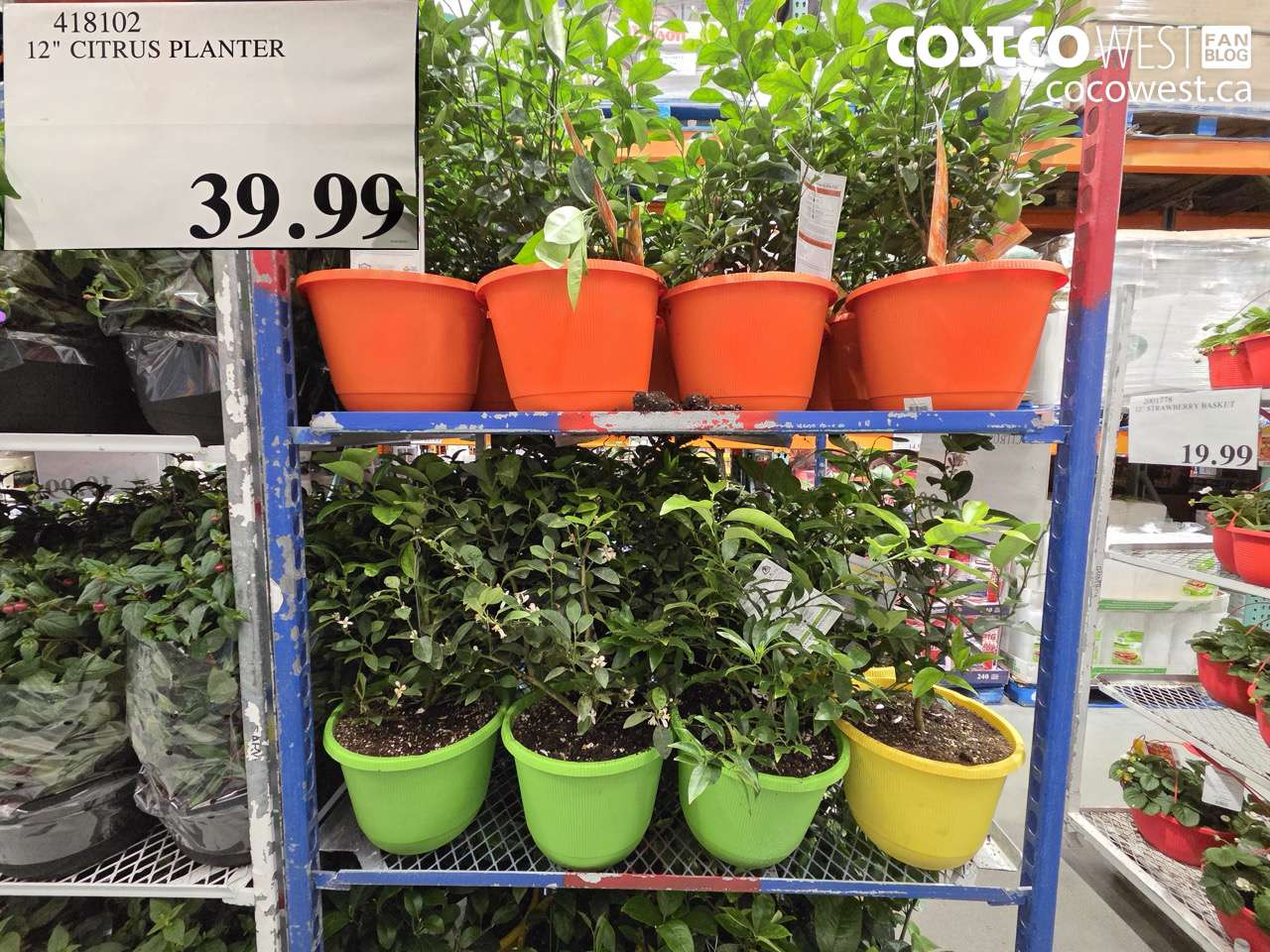 12″ CITRUS PLANTER