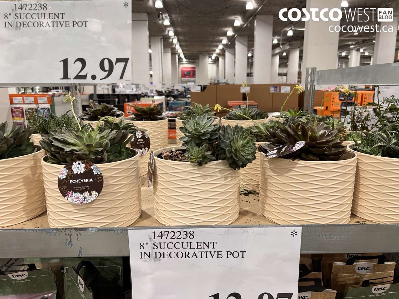 8 succulent in decorative pot