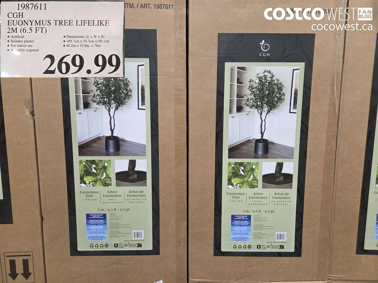 cgh euonymus tree lifelike 2m 65 ft