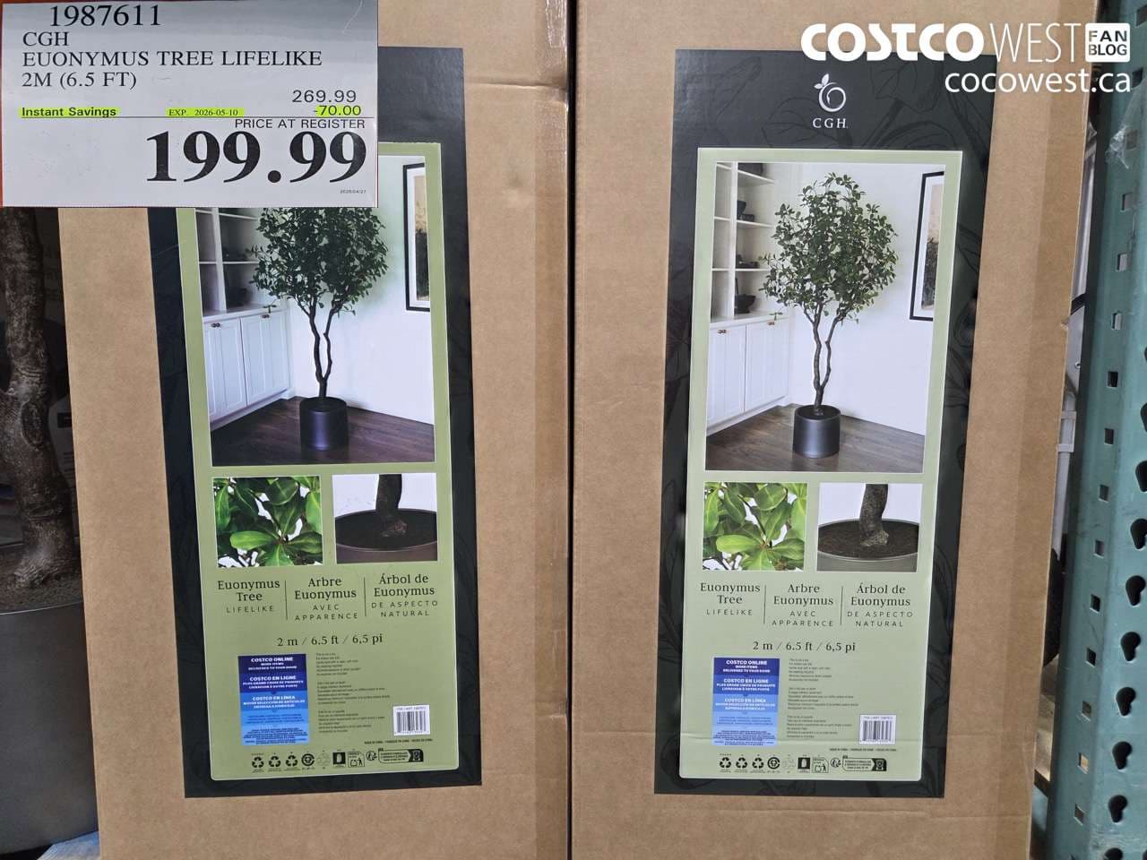 CGH EUONYMUS TREE LIFELIKE 2M (6.5 FT)