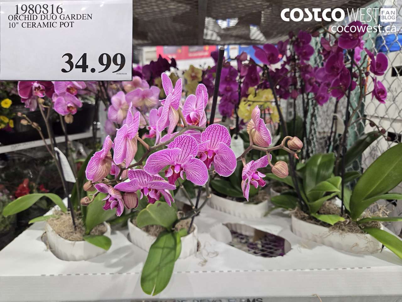 ORCHID DUO GARDEN