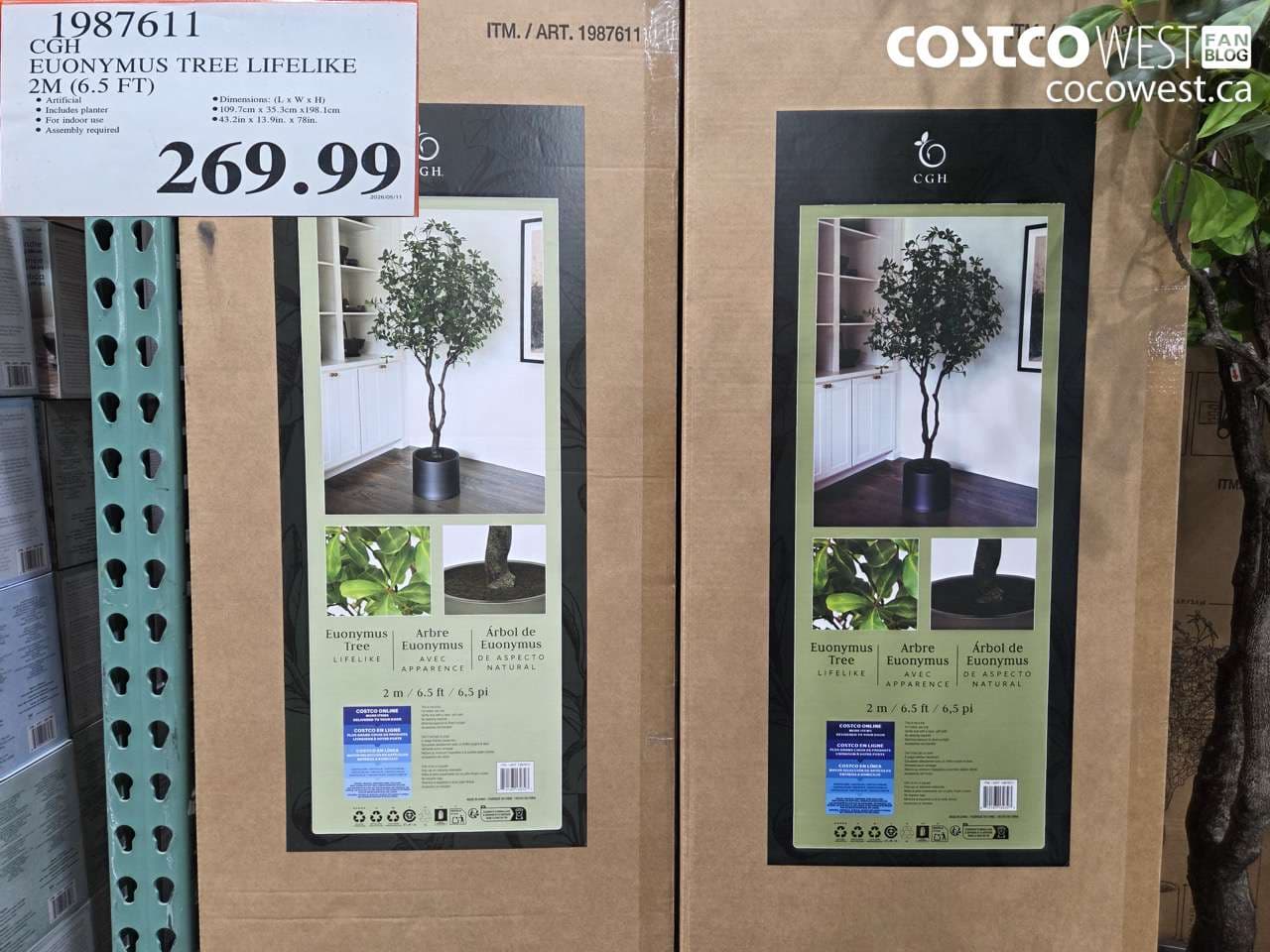 cgh euonymus tree lifelike 2m 65 ft