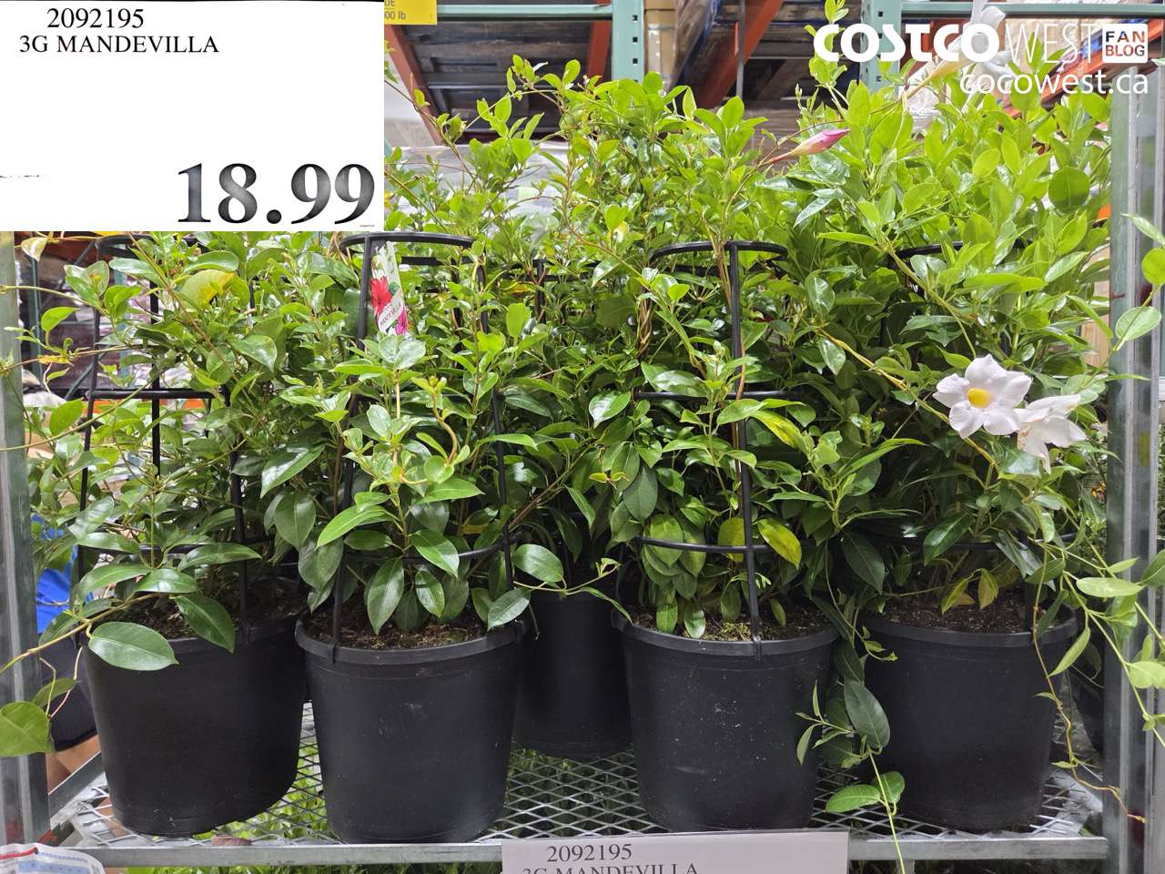 3G MANDEVILLA