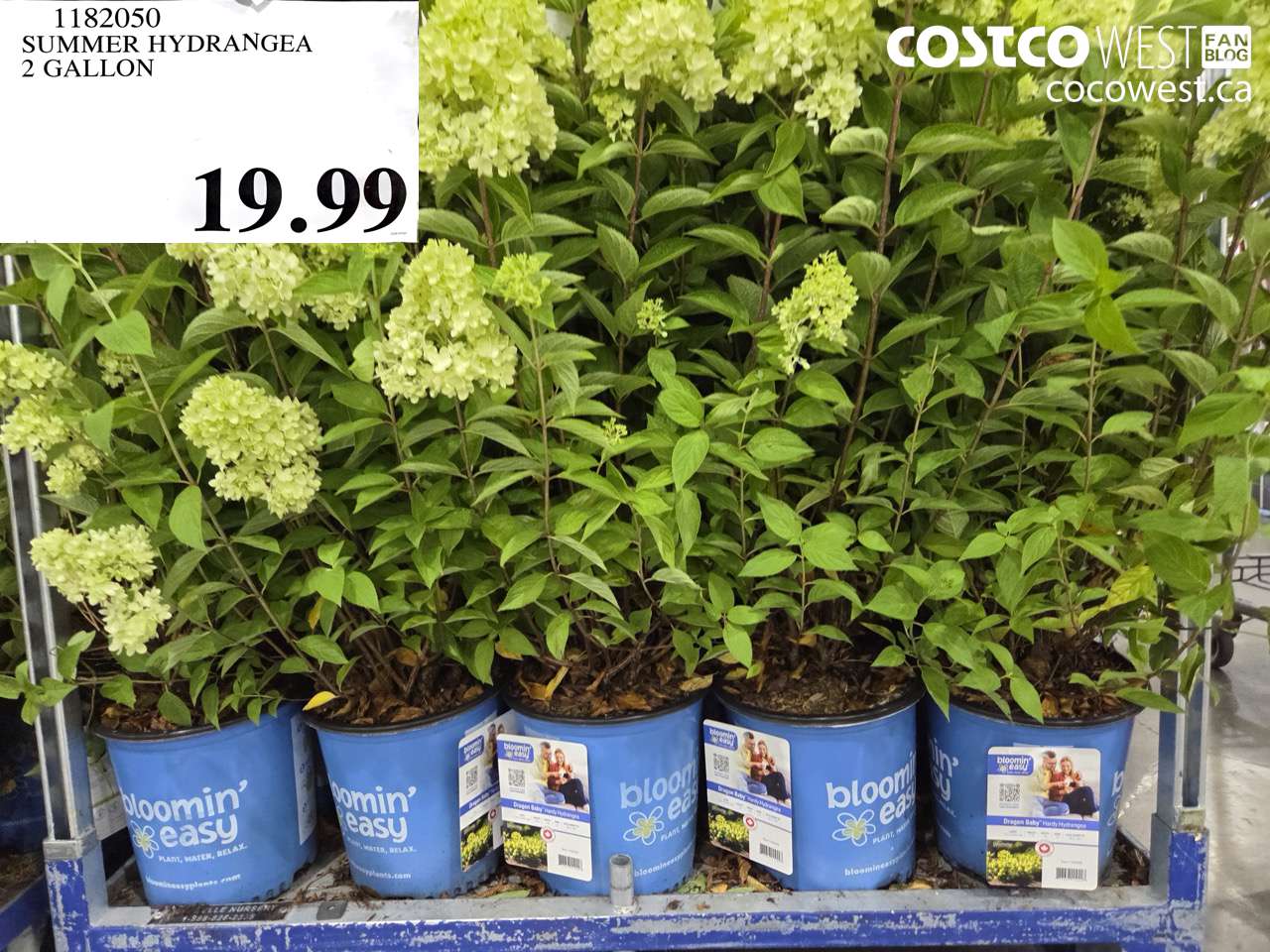 SUMMER HYDRANGEA 2 GALLON