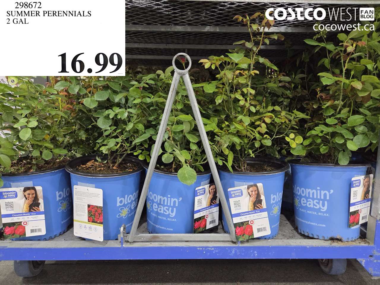 SUMMER PERENNIALS 2 GAL