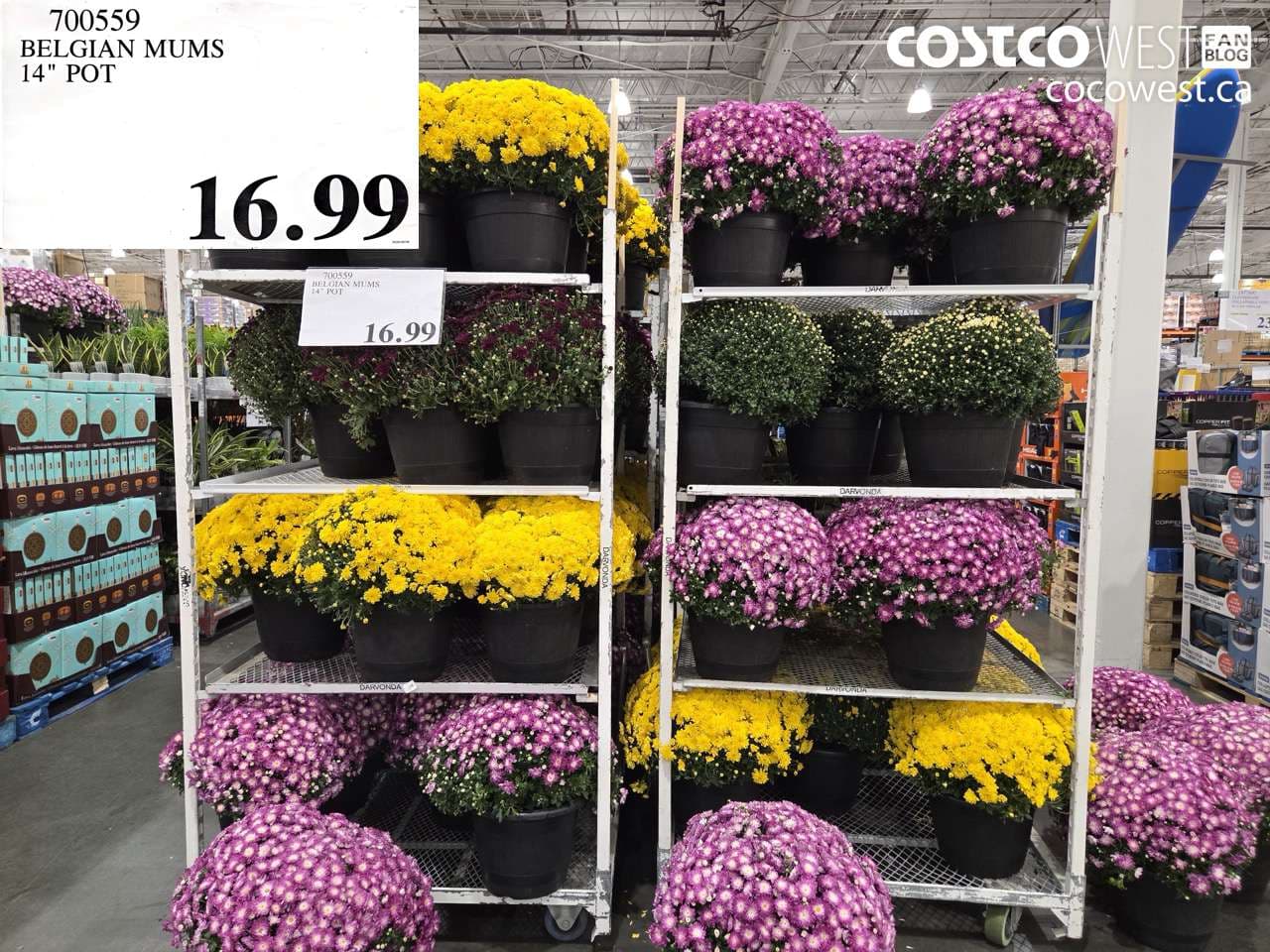 BELGIAN MUMS