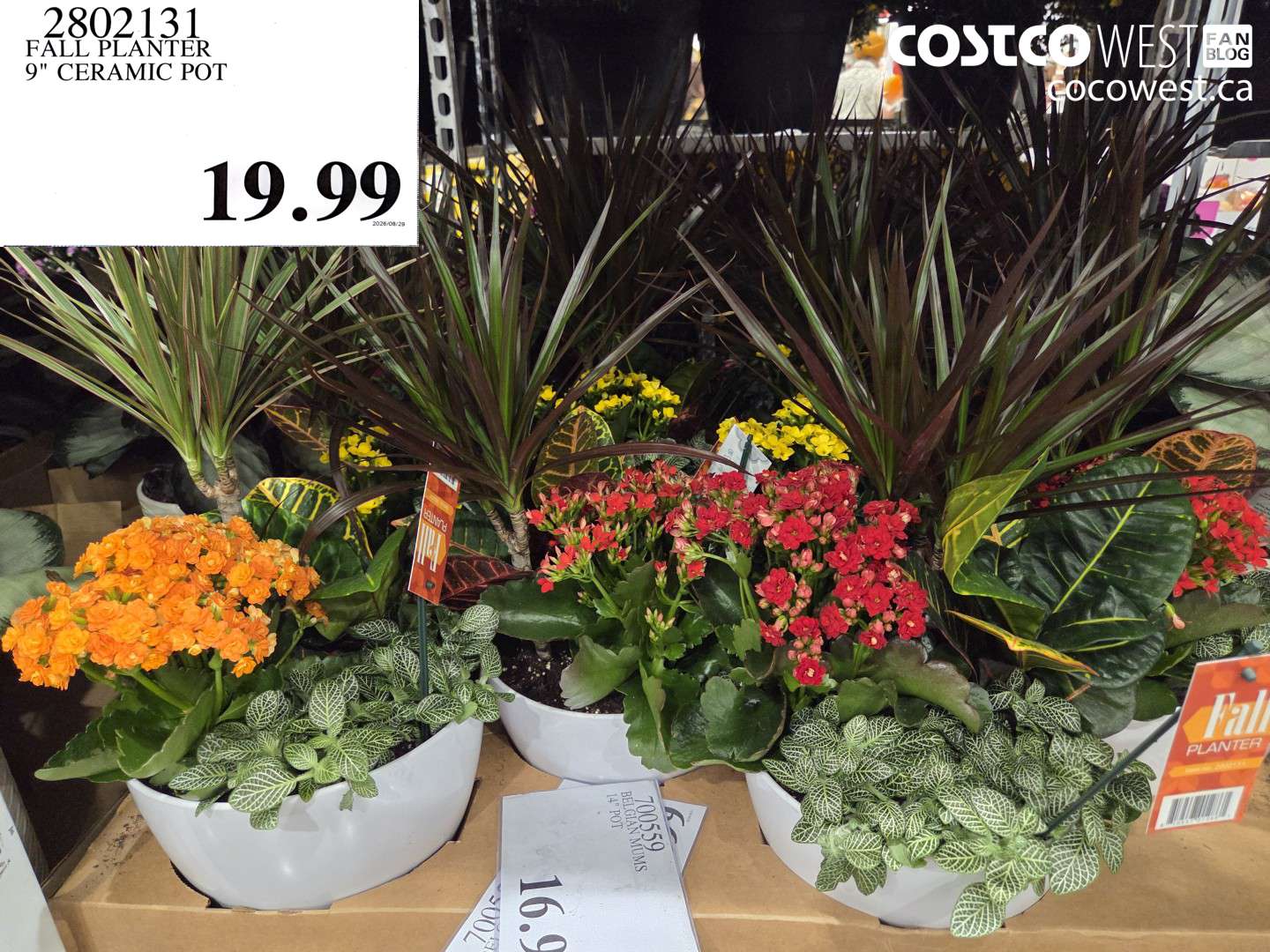 FALL PLANTER