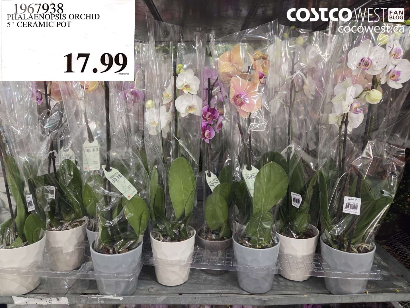 phalaenopsis orchid