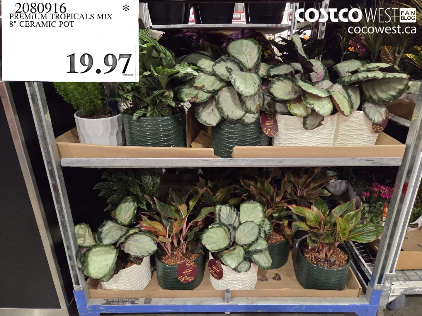 PREMIUM TROPICALS MIX