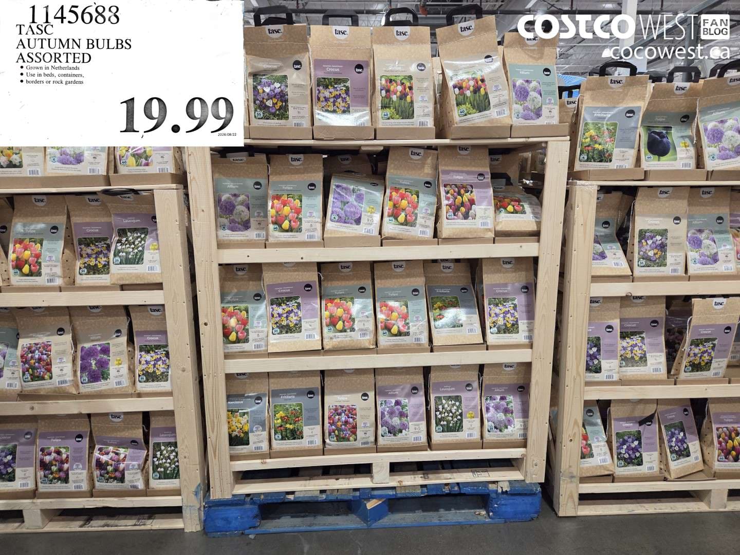 TASC AUTUMN BULBS ASSORTED